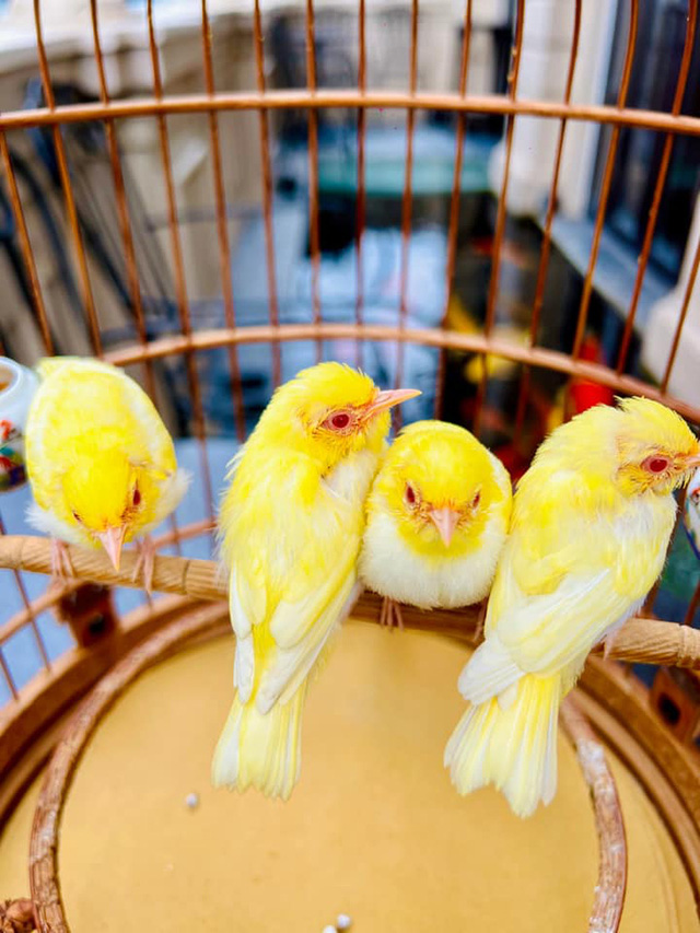 Chim Bồ Câu: Đặc điểm, phân loại, cách nuôi và một số sự thật thú vị