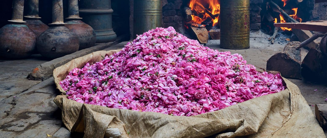 Một thị trấn cổ Ấn Độ ngập tràn hương thơm của hoa hồng - Ảnh 1.