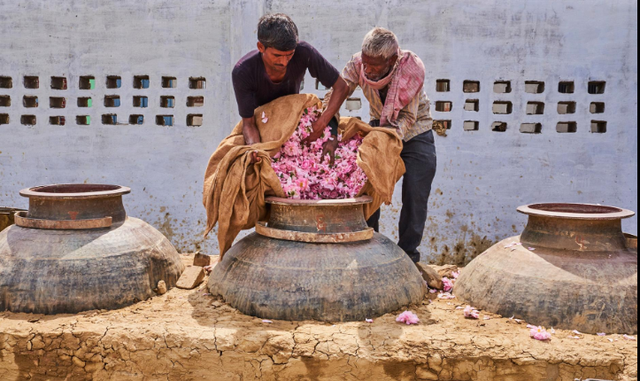 Một thị trấn cổ Ấn Độ ngập tràn hương thơm của hoa hồng - Ảnh 2.