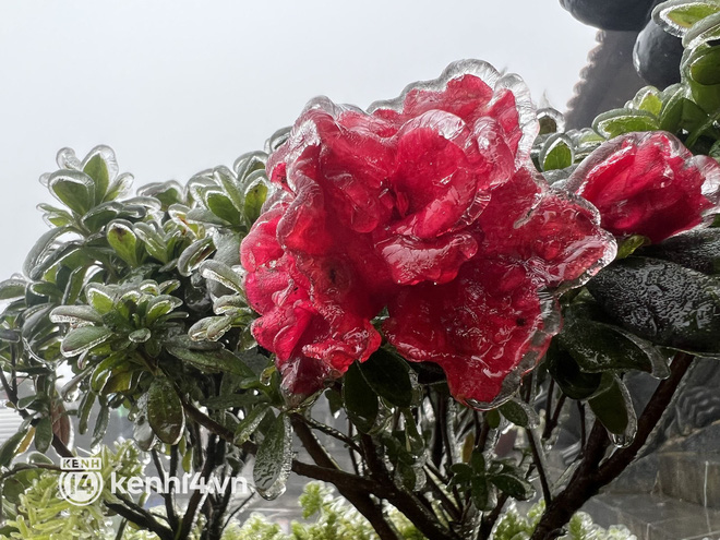  Băng giá bao phủ đỉnh Fansipan, cảnh tượng kỳ thú khiến du khách thích mê ngày cuối tháng Ba - Ảnh 1.