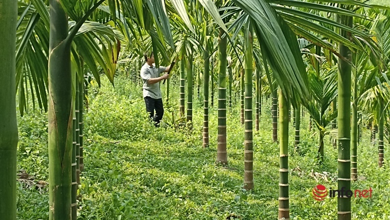 Trồng cau thu tiền tỷ  Báo Dân tộc và Phát triển