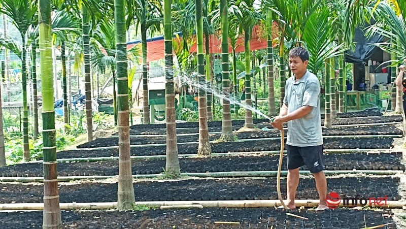 Trồng vườn cau bán từ mo đến quả một gia đình thu tiền tỷ mỗi năm