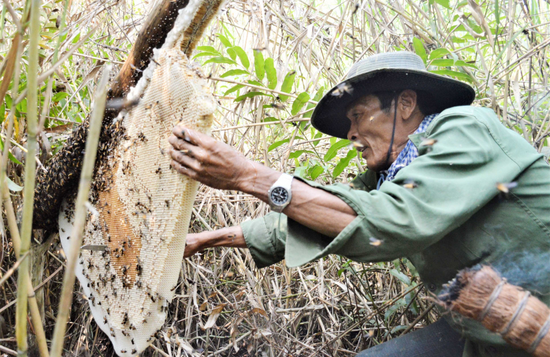 Cận cảnh tổ ong mật xác lập kỷ lục lớn nhất Việt Nam - Ảnh 2.