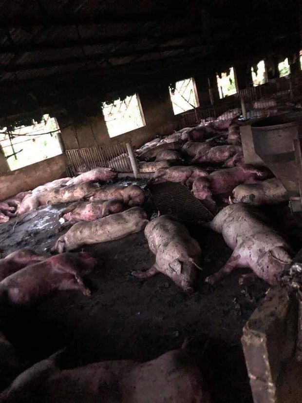  Sét đánh trúng trang trại, đàn lợn hơn 200 con của 1 gia đình chết la liệt - Ảnh 1.