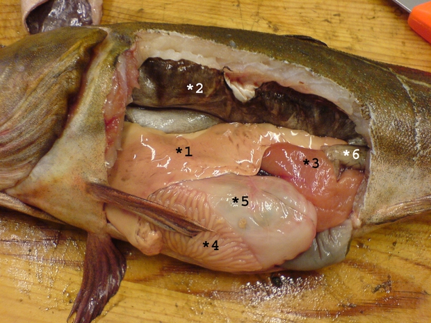  4 bộ phận của con cá dễ chứa đầy độc tố, đáng tiếc nhiều người không biết nên vẫn vô tư ăn - Ảnh 1.