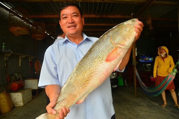 Một loài cá ở Việt Nam được cả thế giới săn đón vì sở hữu bộ phận “quý hơn vàng”, ngư dân bắt được là đổi đời! - Ảnh 2.