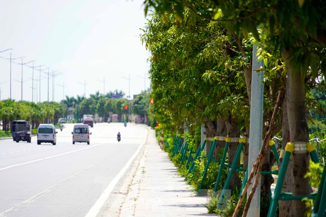 Nhiều người dùng dụng cụ tự chế hái xoài trên đường 10 làn ở Hạ Long - Ảnh 1. Nhiều người dùng dụng cụ tự chế hái xoài trên đường 10 làn ở Hạ Long - Ảnh 1.