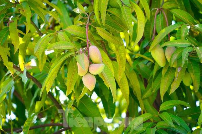  Nhiều người dùng dụng cụ tự chế hái xoài trên đường 10 làn ở Hạ Long  - Ảnh 2.