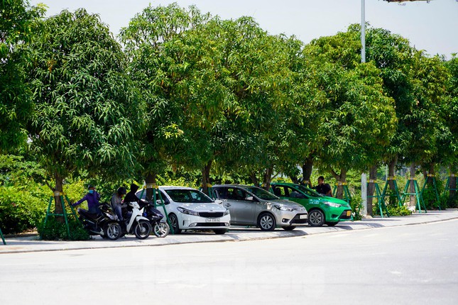  Nhiều người dùng dụng cụ tự chế hái xoài trên đường 10 làn ở Hạ Long  - Ảnh 11.