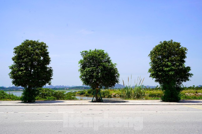  Nhiều người dùng dụng cụ tự chế hái xoài trên đường 10 làn ở Hạ Long  - Ảnh 12.