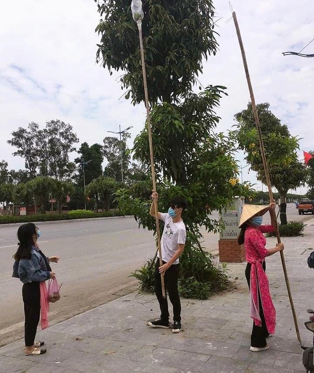  Nhiều người dùng dụng cụ tự chế hái xoài trên đường 10 làn ở Hạ Long  - Ảnh 8.