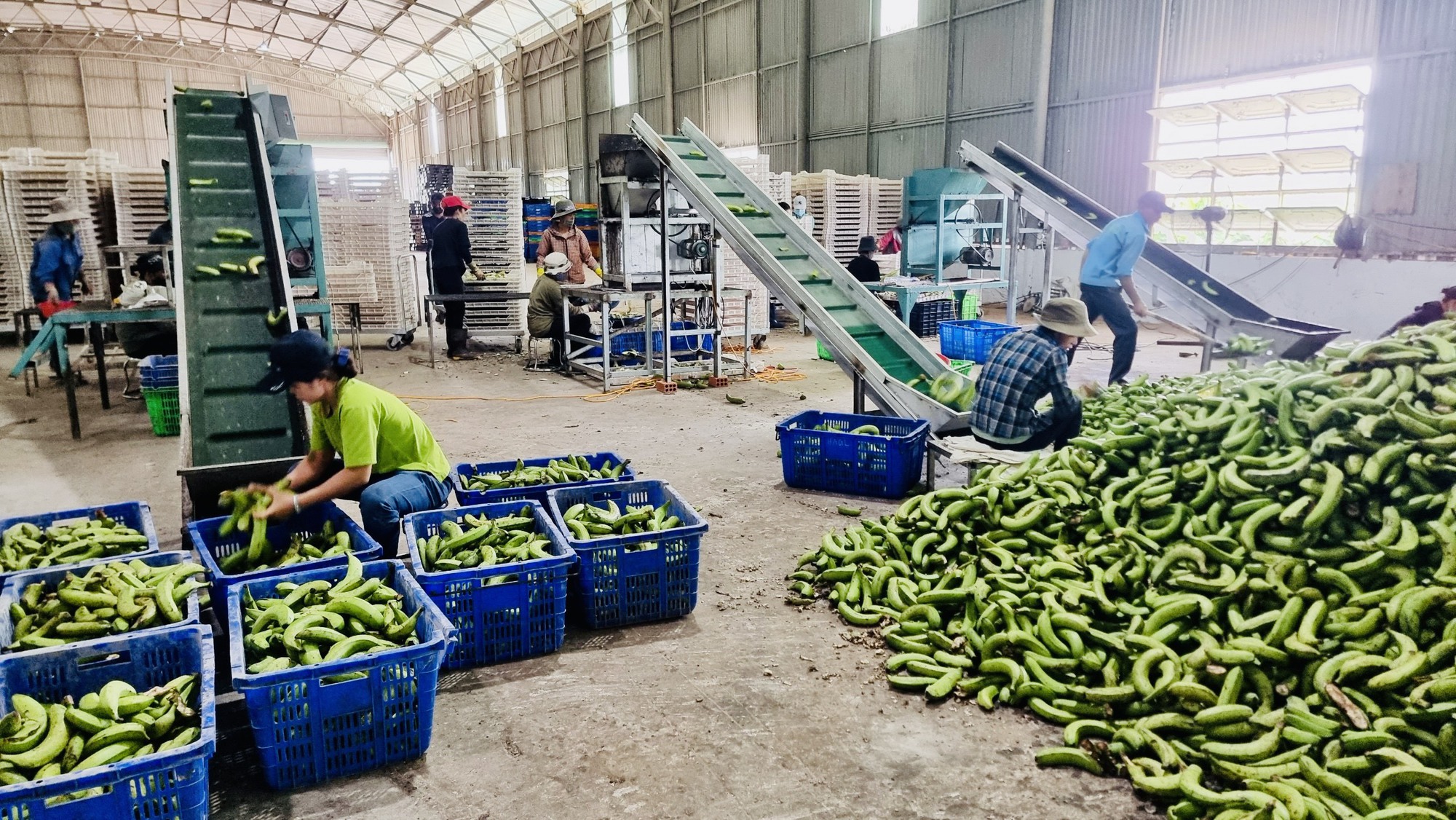 Tự sản xuất được thức ăn chăn nuôi giữa cơn bão giá, bầu Đức vẫn thu lãi đậm từ heo BAPI - HAGL dù nhiều đại gia trong ngành đang gặp khó - Ảnh 1. Tự sản xuất được thức ăn chăn nuôi giữa cơn bão giá, bầu Đức vẫn thu lãi đậm từ heo BAPI - HAGL dù nhiều đại gia trong ngành đang gặp khó - Ảnh 1.