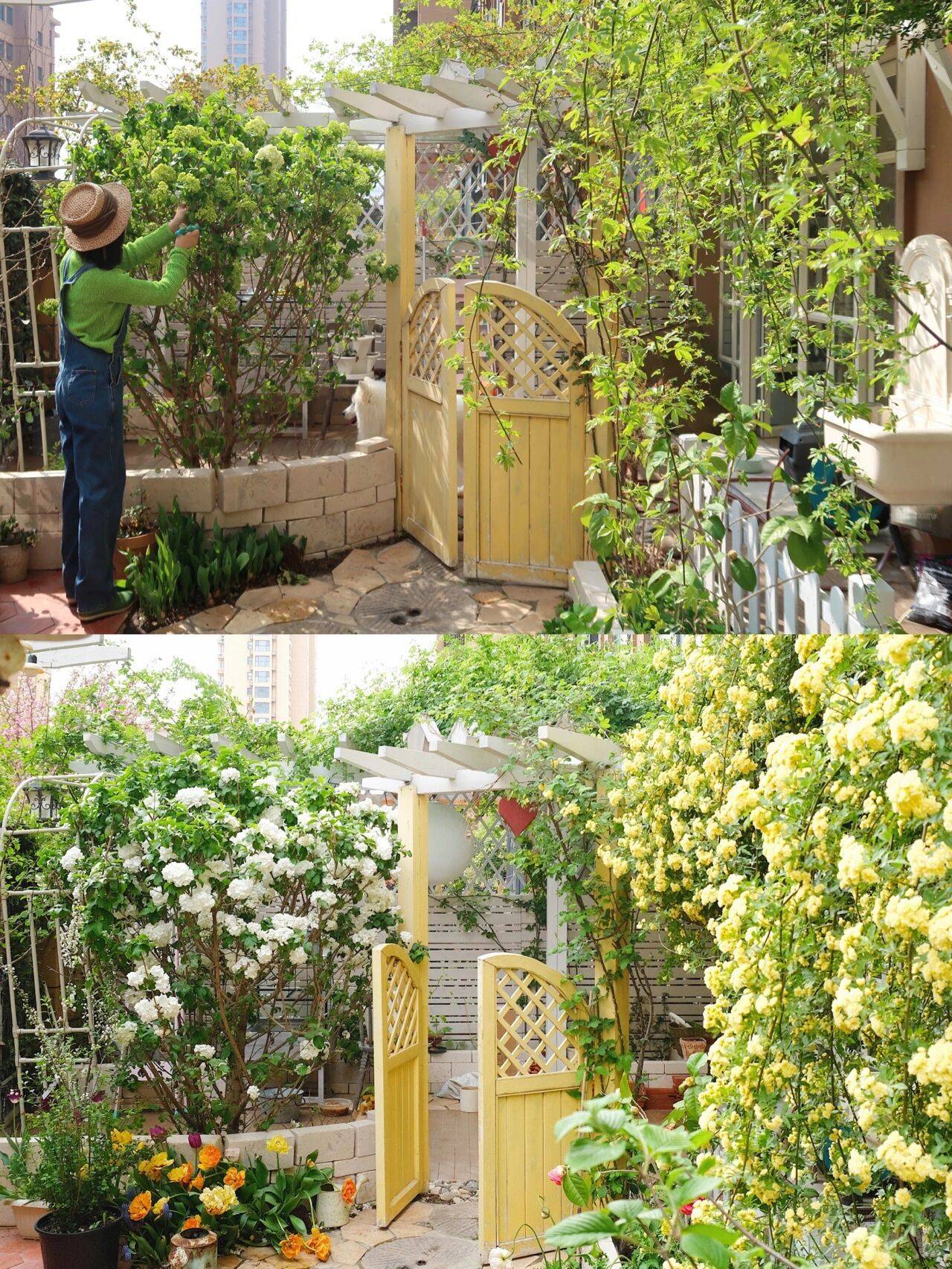 Khu vườn nhà: Không gian xanh tươi của khu vườn nhà như một chốn bình yên giữa lòng đô thị. Hãy cùng khám phá những điểm nhấn độc đáo và bốn mùa hoa phong phú được cập nhật trong hình ảnh.