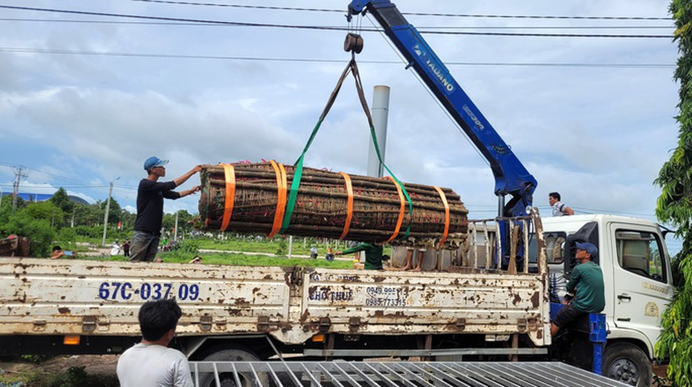Cận cảnh cặp bánh tét siêu to khổng lồ dâng cúng Bà Chúa Xứ - Ảnh 7. Cận cảnh cặp bánh tét siêu to khổng lồ dâng cúng Bà Chúa Xứ - Ảnh 7.