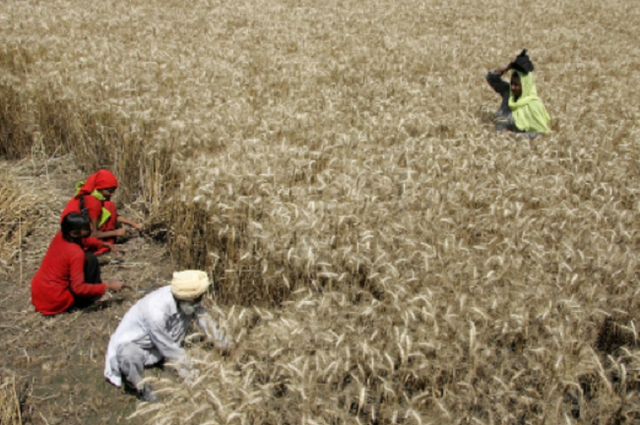 Nông dân Ấn Độ lao đao vì lệnh cấm xuất khẩu lúa mỳ - Ảnh 1.