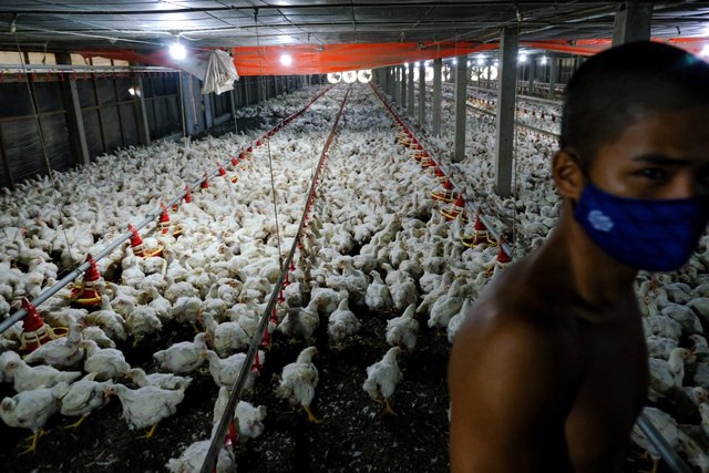  Chuyện con gà của Malaysia: Cấm xuất khẩu để chống lạm phát, nhưng giá tăng lại không phải do thiếu cung  - Ảnh 2.