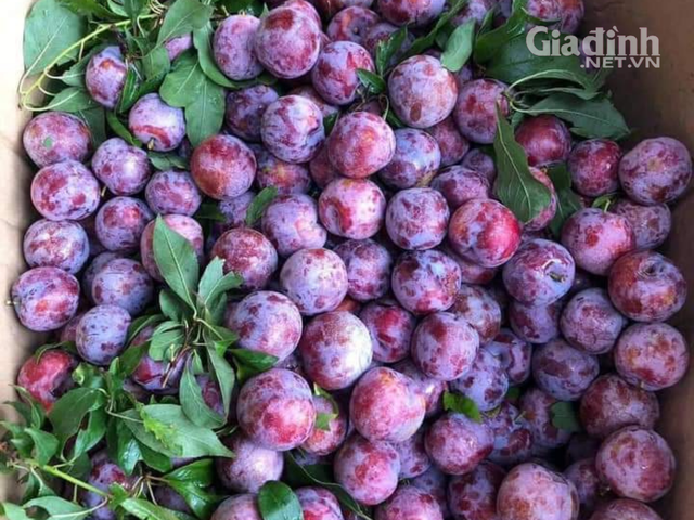 Đắt ngang nho Mỹ, ngọt như Cherry, loại mận trồng trên núi cao Việt Nam siêu hút khách - Ảnh 2.