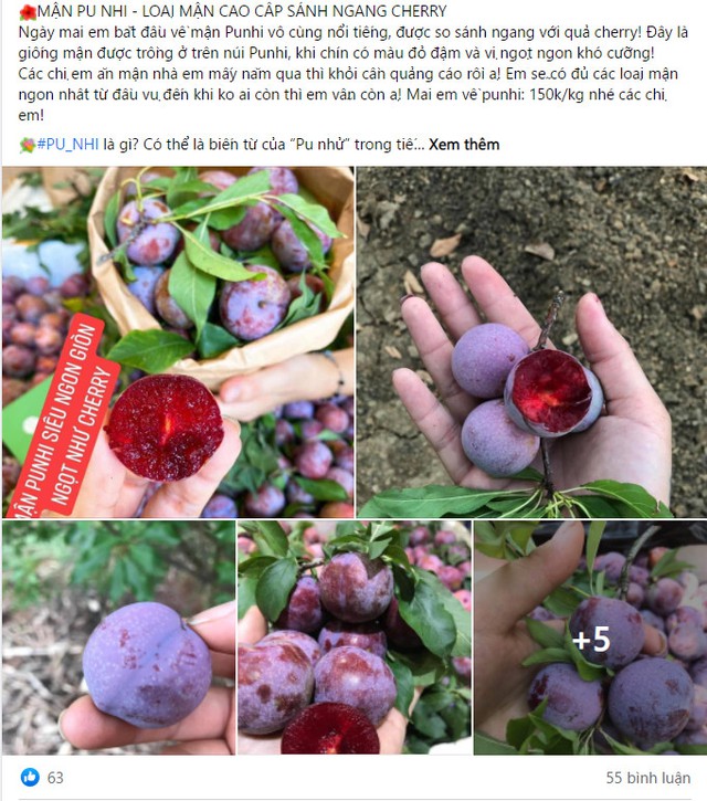 Đắt ngang nho Mỹ, ngọt như Cherry, loại mận trồng trên núi cao Việt Nam siêu hút khách - Ảnh 3.
