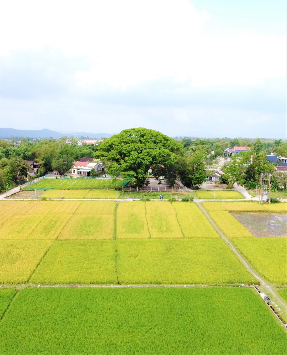  Chiêm ngưỡng “cụ” sưa 300 năm tuổi ở Quảng Nam, giá hơn 5 tỷ đồng nhưng không bán - Ảnh 18.