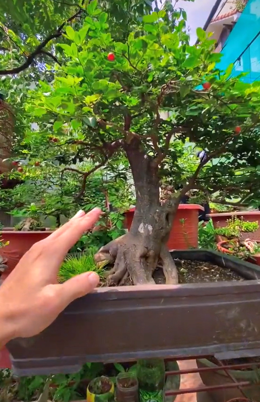 Ông bố chuyên đi lang thang nhặt cây đào rác về làm bonsai kiếm bạc triệu, đòi mua nguyên cả căn nhà chỉ để nhổ mỗi mầm cây mọc trên tường! - Ảnh 19.