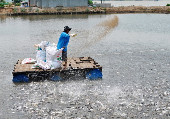 Giá cá tra nguyên liệu cao ở mức kỷ lục nhưng vẫn còn nhiều nỗi lo - Ảnh 1. Giá cá tra nguyên liệu cao ở mức kỷ lục nhưng vẫn còn nhiều nỗi lo - Ảnh 1.