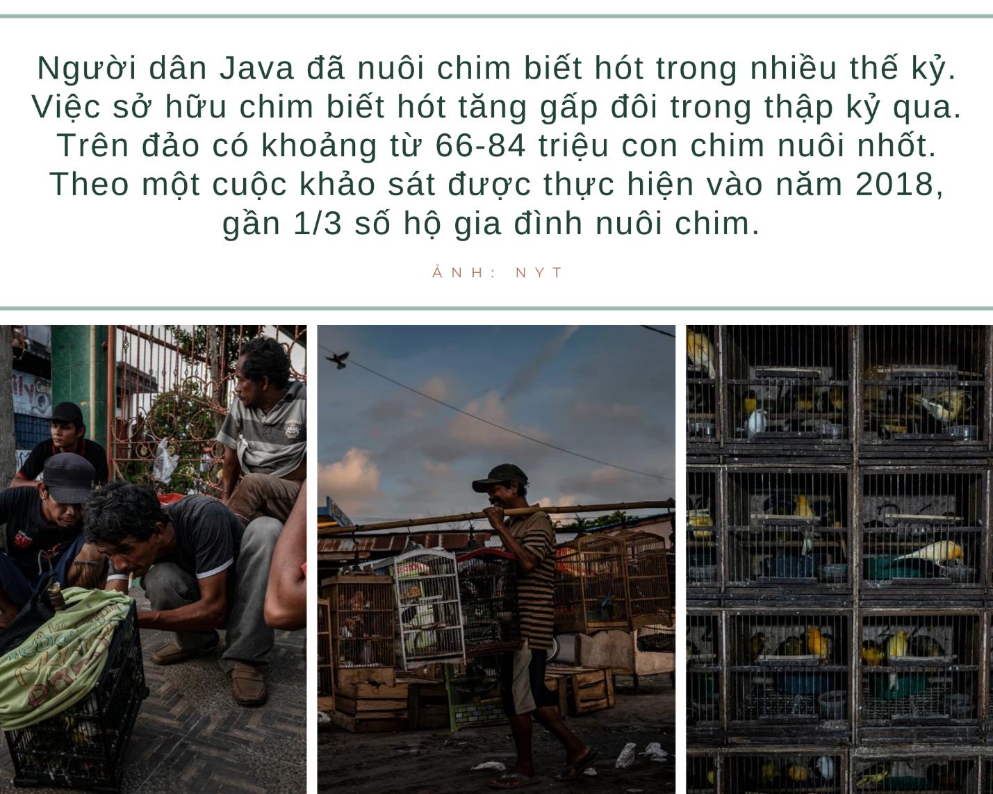 Các giống chim cảnh phổ biến thường được nuôi tại Việt Nam