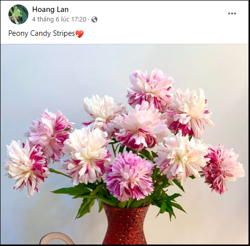  Thú chơi cắm hoa peony trong nhà được nhiều chị em theo đuổi, mặc kệ giá lên đến vài trăm nghìn/bông, nghe lí do ai cũng bất ngờ  - Ảnh 6.