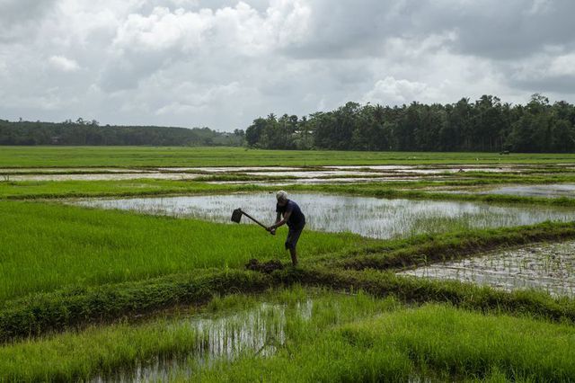 Sri Lanka và cuộc khủng hoảng tồi tệ chưa từng có: Nông dân ngừng cấy lúa, người lao động được nghỉ ở nhà để tự cung tự cấp lương thực  - Ảnh 1.