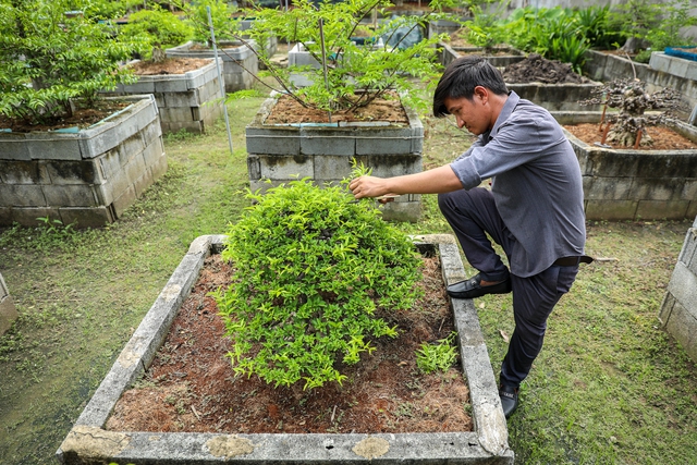 Nghệ nhân bonsai 9x kiếm tiền triệu mỗi ngày nhờ chăm cây tiền tỷ - Ảnh 1.