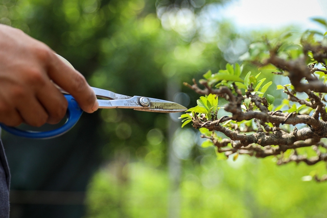 Nghệ nhân bonsai 9x kiếm tiền triệu mỗi ngày nhờ chăm cây tiền tỷ - Ảnh 2.