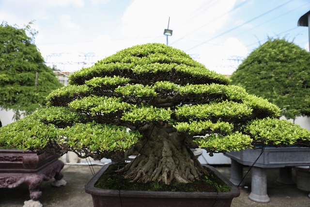 Nghệ nhân bonsai 9x kiếm tiền triệu mỗi ngày nhờ chăm cây tiền tỷ - Ảnh 6.