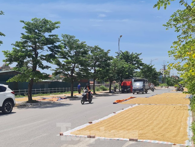  Thóc phơi đầy đường ở ngoại thành Hà Nội gây khó cho người tham gia giao thông  - Ảnh 1.