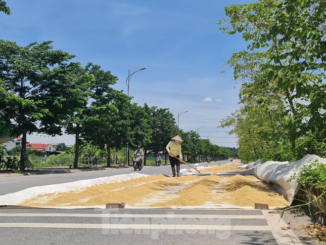  Thóc phơi đầy đường ở ngoại thành Hà Nội gây khó cho người tham gia giao thông  - Ảnh 6.