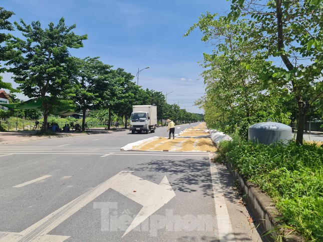  Thóc phơi đầy đường ở ngoại thành Hà Nội gây khó cho người tham gia giao thông  - Ảnh 8.