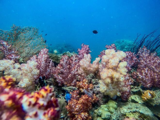 Rạn san hô là thế giới dưới nước đầy màu sắc và sống động, nơi mà các sinh vật biển đang hoạt động trong sự thanh bình. Hình ảnh rạn san hô ánh sáng rực rỡ sẽ khiến bạn cảm nhận được sự tuyệt vời và kỳ diệu của đại dương.