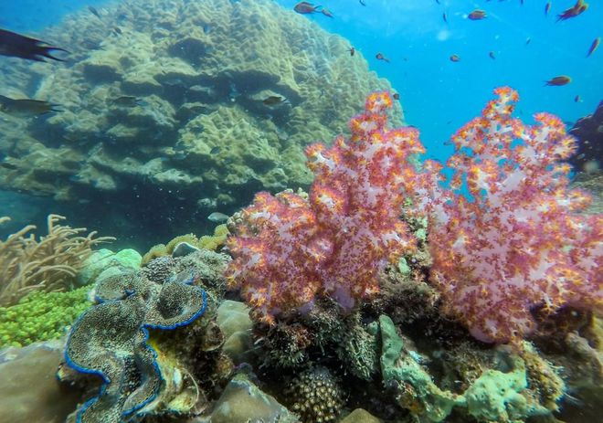 Hãy cùng khám phá rạn san hô Việt Nam đầy đa dạng và ngoạn mục! Hình ảnh tài tửu trong bức tranh sẽ khiến cho bạn như rẽ ngoặt sang một thế giới đầy kỳ diệu và sống động.