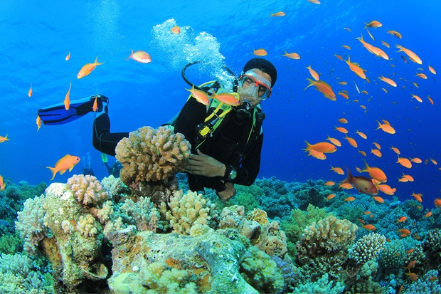 Những rạn san hô tuyệt đẹp ở các vùng biển Việt Nam đứng trước nguy cơ suy giảm hàng loạt, nhiều nơi đã phải lên kế hoạch để giải cứu - Ảnh 9.