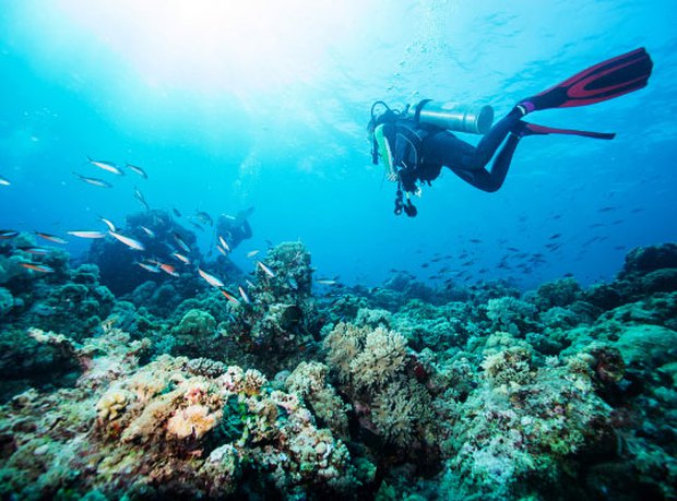 Những rạn san hô tuyệt đẹp ở các vùng biển Việt Nam đứng trước nguy cơ suy giảm hàng loạt, nhiều nơi đã phải lên kế hoạch để giải cứu - Ảnh 10.