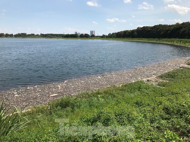  Hà Nội: Cá lại chết hàng loạt tại hồ điều hoà Yên Sở  - Ảnh 1.