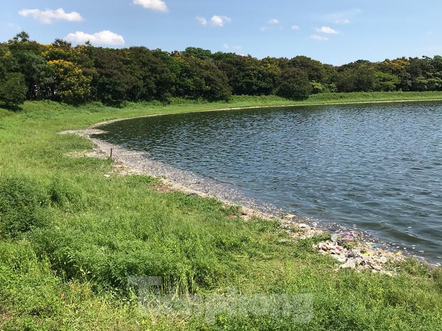  Hà Nội: Cá lại chết hàng loạt tại hồ điều hoà Yên Sở  - Ảnh 2.