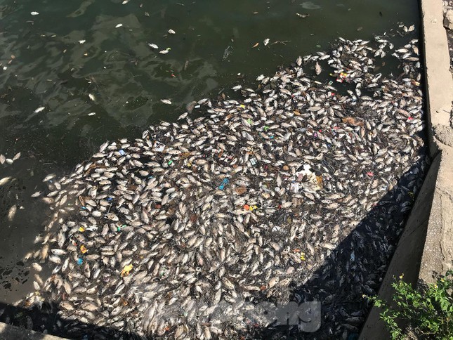  Hà Nội: Cá lại chết hàng loạt tại hồ điều hoà Yên Sở  - Ảnh 3.