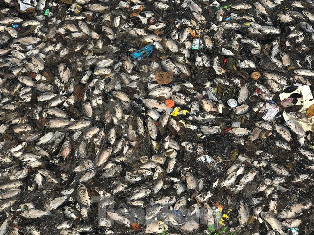  Hà Nội: Cá lại chết hàng loạt tại hồ điều hoà Yên Sở  - Ảnh 4.