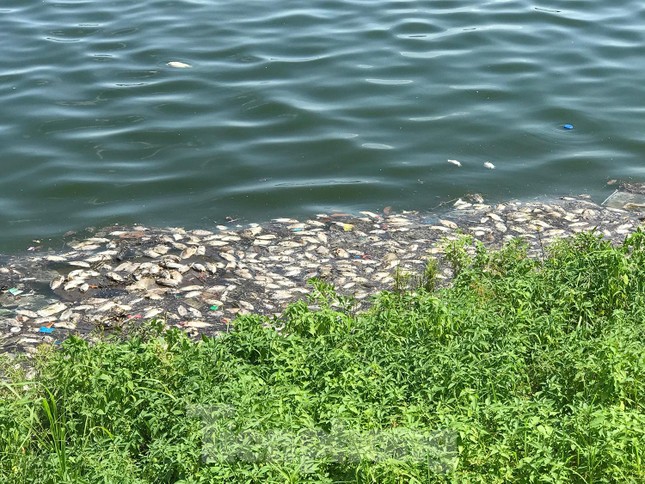  Hà Nội: Cá lại chết hàng loạt tại hồ điều hoà Yên Sở  - Ảnh 5.