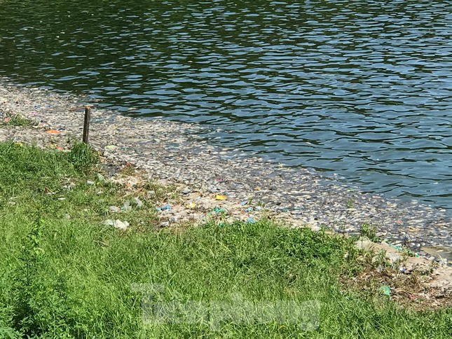  Hà Nội: Cá lại chết hàng loạt tại hồ điều hoà Yên Sở  - Ảnh 6.