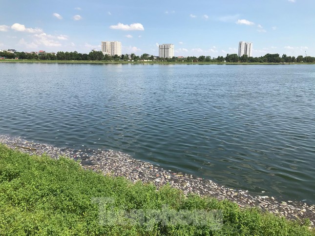  Hà Nội: Cá lại chết hàng loạt tại hồ điều hoà Yên Sở  - Ảnh 7.