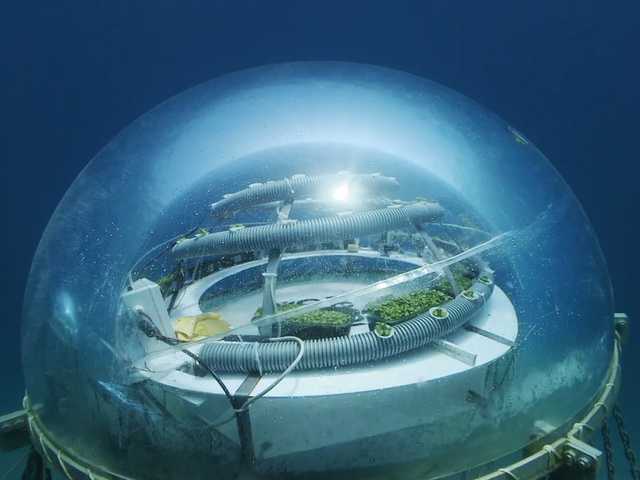 Phép màu khoa học: Nemo Garden, trang trại trồng rau dưới đáy biển  - Ảnh 3.