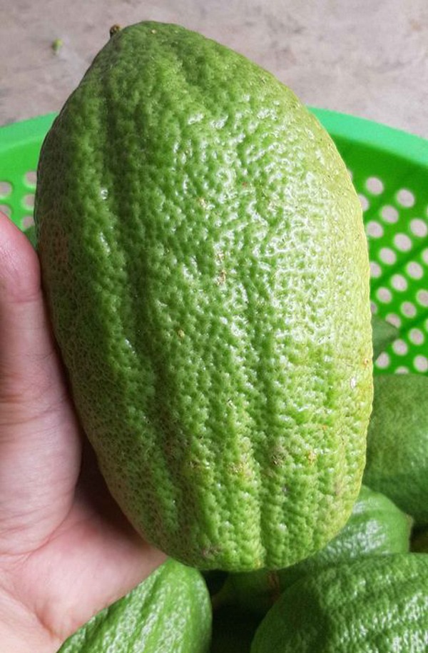 Loại quả xưa rụng đầy gốc không ai thèm hái, nay lên đời thành đặc sản đắt đỏ và hiếm, 300.000 đồng/kg - Ảnh 3. Loại quả xưa rụng đầy gốc không ai thèm hái, nay lên đời thành đặc sản đắt đỏ và hiếm, 300.000 đồng/kg - Ảnh 3.