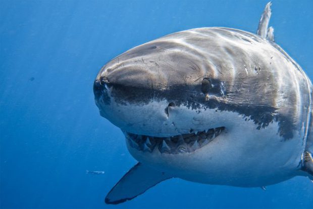 Dù bị gọi là cá mập, nhưng loài này lại có thân hình chuẩn nhất thế giới, không một cá thể nào thừa cân - Ảnh 1.