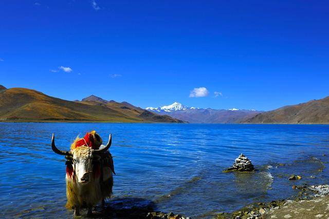Yamdrok - hồ nổi tiếng nhất Tây Tạng có trữ lượng cá cả triệu tấn nhưng không ai dám ăn, lý do khiến nhiều người bất ngờ - Ảnh 5.