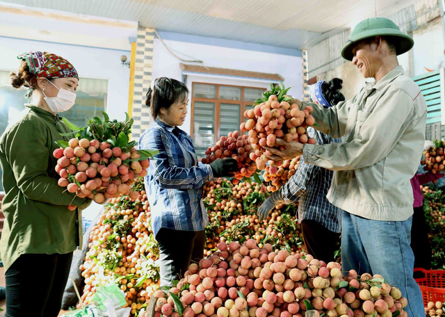 Xây dựng thương hiệu trái vải Việt Nam - Ảnh 1.